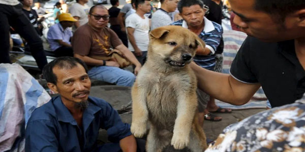 چین کے ایک شہر میں کتے اور بلیاں کھانے پر پابندی عائد