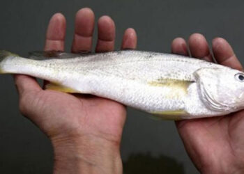 پاکستانی ماہی گیروں پر قدرت مہربان ، مچھلی پکڑنے کیلئے جال پھینکا تو کروڑ وں روپے مالیت کی مچھلی ہاتھ لگ گئی