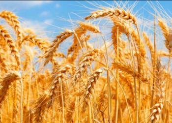 بنجر زمین کو آباد کرنے کیلئے پاکستان اٹامک انرجی کمیشن کا شاندار کارنامہ ، گندم کا حیرت انگیز بیج ایجاد کر ڈالا