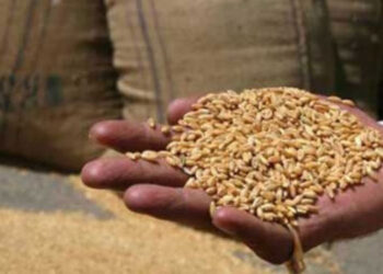 پنجاب میں گندم کی سرکاری خریداری کم ہونے پر کسان پریشان، فی من قیمت 3000 تک گرگئی