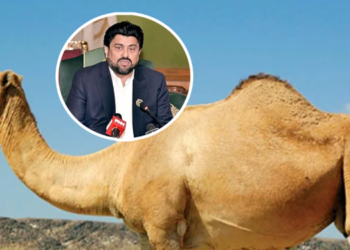 وڈیرے کاغریب شخص کے اونٹ کی ٹانگ کاٹنے کا واقعہ ، گورنر سندھ کا زخمی اونٹ کے مالک کو 2 اونٹ دینے کا اعلان