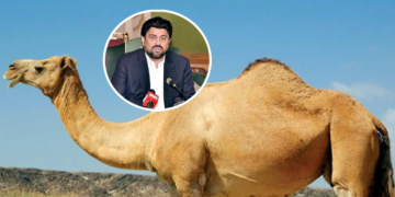 وڈیرے کاغریب شخص کے اونٹ کی ٹانگ کاٹنے کا واقعہ ، گورنر سندھ کا زخمی اونٹ کے مالک کو 2 اونٹ دینے کا اعلان
