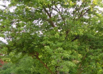 پنجاب حکومت نے ”پھلائی“ اور ”کاہو“ کے درخت کاٹنے پر پابندی لگا دی، ان درختوں کو تیزی سے کیوں کاٹا جا رہا تھا ؟ جانیں 