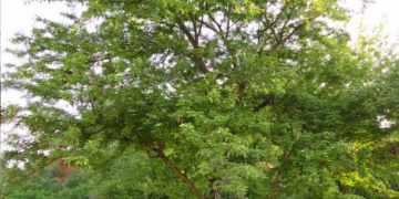 پنجاب حکومت نے ”پھلائی“ اور ”کاہو“ کے درخت کاٹنے پر پابندی لگا دی، ان درختوں کو تیزی سے کیوں کاٹا جا رہا تھا ؟ جانیں 