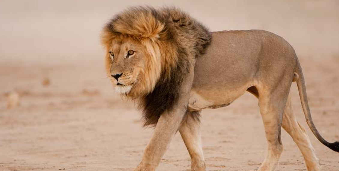 لاہور کی ہاؤسنگ اسکیم میں شیر آگیا، گارڈ کی فائرنگ سے ہلاک