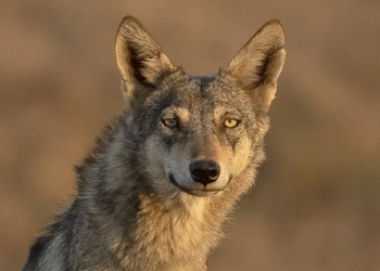 صحرائے چولستان میں مقامی لوگوں نے انتہائی نایاب بھارتی سرمئی بھیڑیے کو مار ڈالا