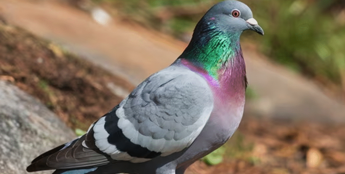 بھارتی سیکیورٹی فورسز کا پاکستانی کبوتر کو حراست میں لینے کا دعویٰ ، کبوتر کیا پیغام لے کر جا رہا تھا ؟