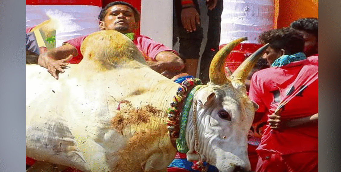 بھارت میں حیرت انگیز واقعہ ، جلی کٹو بیل بیچنے کے چند دن بعد نوجوان مالک کی خودکشی ، آخر وجہ کیا بنی ؟ 