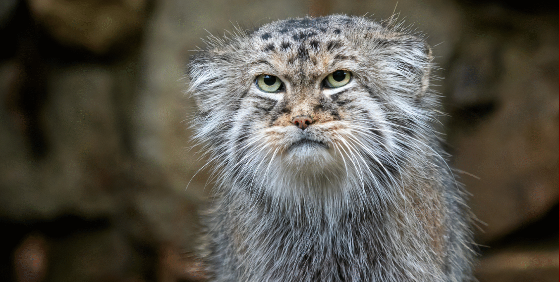 اروناچل پردیش میں پہلی بار نایاب پیلس کی بلی (Pallas’s Cat) کی تصویری شہادت ریکارڈ