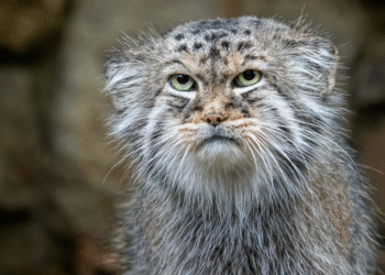 اروناچل پردیش میں پہلی بار نایاب پیلس کی بلی (Pallas’s Cat) کی تصویری شہادت ریکارڈ