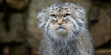 اروناچل پردیش میں پہلی بار نایاب پیلس کی بلی (Pallas’s Cat) کی تصویری شہادت ریکارڈ