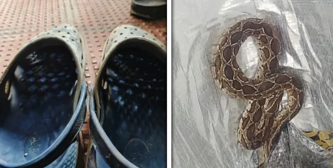 جوتے میں چھپے سانپ کے ڈسنے سے سافٹ ویئر انجینئر ہلاک، سانپ کے کاٹنے کا علم کیوں نہیں ہو سکا ؟ وجہ انتہائی حیران کن