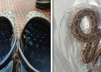 جوتے میں چھپے سانپ کے ڈسنے سے سافٹ ویئر انجینئر ہلاک، سانپ کے کاٹنے کا علم کیوں نہیں ہو سکا ؟ وجہ انتہائی حیران کن