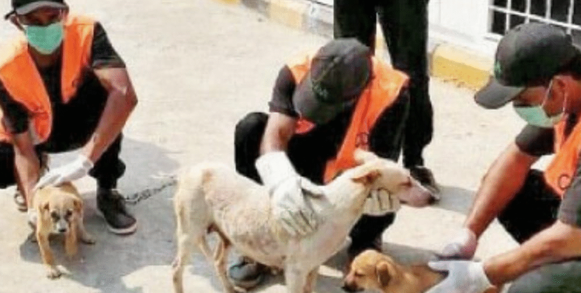 وفاقی دارالحکومت اسلام آباد میں آوارہ کتوں کی تعداد 50 ہزار ہونے کا انکشاف، سی ڈی اے کا ڈاگ سینٹر غیر فعال ہو گیا، عدالتی حکم کے باوجود آوارہ کتوں کی نس بندی ممکن نہ ہو سکی