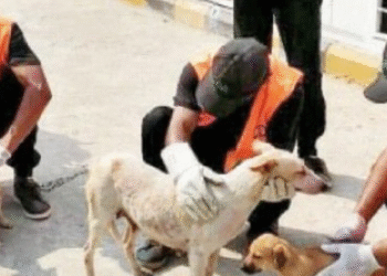 وفاقی دارالحکومت اسلام آباد میں آوارہ کتوں کی تعداد 50 ہزار ہونے کا انکشاف، سی ڈی اے کا ڈاگ سینٹر غیر فعال ہو گیا، عدالتی حکم کے باوجود آوارہ کتوں کی نس بندی ممکن نہ ہو سکی