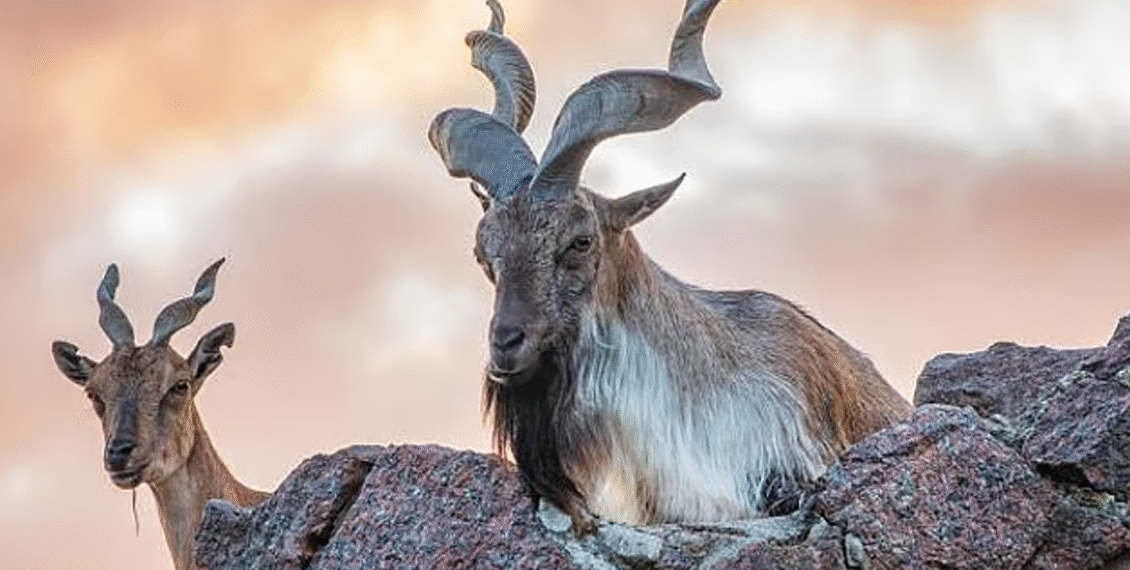 پاکستان کے قومی جانور ’مارخور‘ کے شکار کا 10 کروڑ روپے مالیت کا دنیا کا مہنگا ترین پرمٹ نیلام، پاکستان کے قومی جانور کا شکار اتنا نایاب اور مہنگا کیوں ہے؟