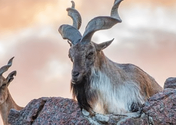 پاکستان کے قومی جانور ’مارخور‘ کے شکار کا 10 کروڑ روپے مالیت کا دنیا کا مہنگا ترین پرمٹ نیلام، پاکستان کے قومی جانور کا شکار اتنا نایاب اور مہنگا کیوں ہے؟