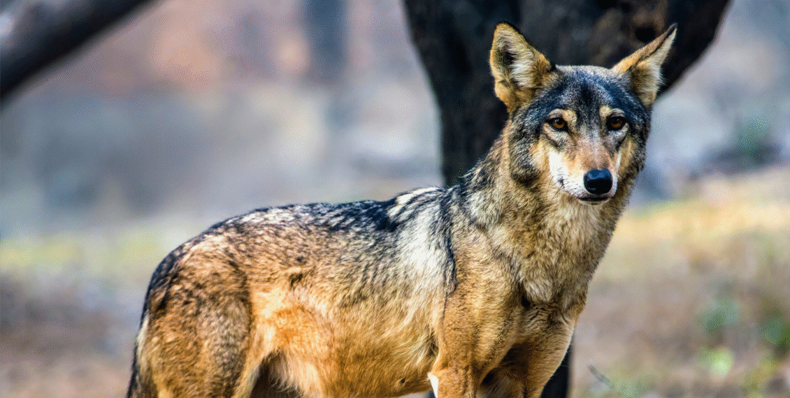 پاکستان اور انڈیا میں پایا جانے والا بھارتی بھیڑیا بین الاقوامی تنظیم آئی یوسی این کی خطرے سے دوچار انواع کی لسٹ میں شامل