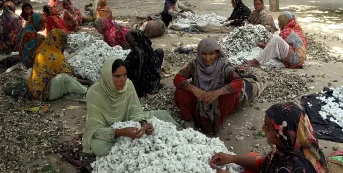 ’برگر کاٹن اسکینڈل‘ سے ملک بھر کی جننگ انڈسٹری میں بھونچال آگیا ، یہ سکینڈل کیا ہے ؟ مکمل تفصیلات