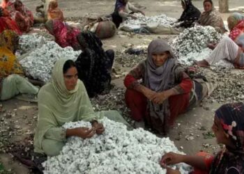’برگر کاٹن اسکینڈل‘ سے ملک بھر کی جننگ انڈسٹری میں بھونچال آگیا ، یہ سکینڈل کیا ہے ؟ مکمل تفصیلات