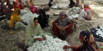 ’برگر کاٹن اسکینڈل‘ سے ملک بھر کی جننگ انڈسٹری میں بھونچال آگیا ، یہ سکینڈل کیا ہے ؟ مکمل تفصیلات