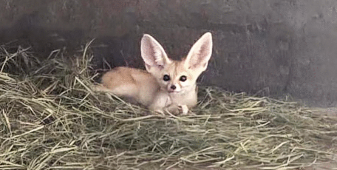 شارجہ: محفوظ جانوروں کی غیر قانونی خرید و فروخت اور اسمگلنگ پر شخص گرفتار