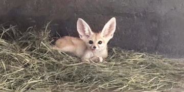 شارجہ: محفوظ جانوروں کی غیر قانونی خرید و فروخت اور اسمگلنگ پر شخص گرفتار