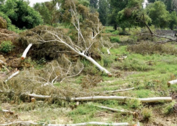 شنگھائی کا خواب ،درختوں کی قربانی، شجرکاری کا ڈھونگ۔۔اسلام آباد کی بنجر حقیقت