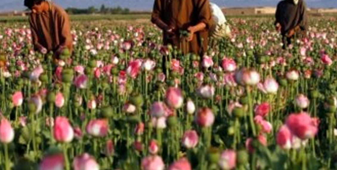 طالبان کی منشیات پر پابندی ناکام؟